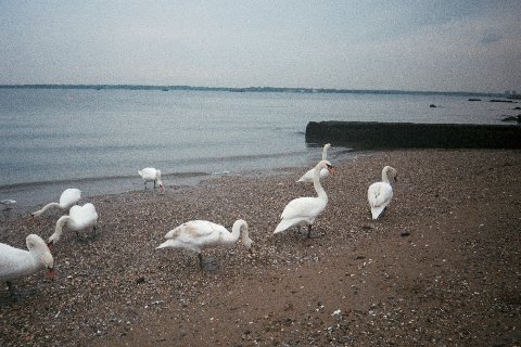 BEGASSE2/Swans.jpg