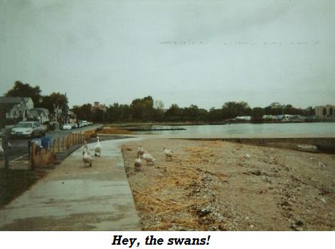 sandybeachswans.JPG